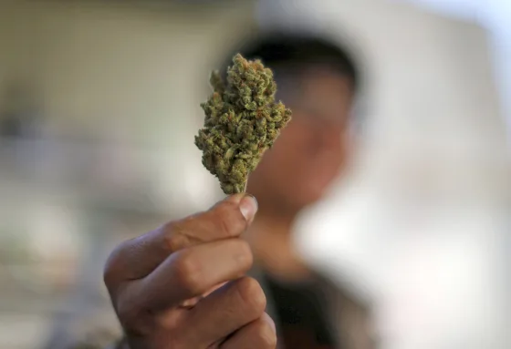 HOW TO IDENTIFY HIGH-QUALITY CANNABIS?