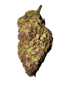 hawaiian rain strain